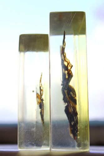 Gevangen vlucht -Vlinders in plexiglas