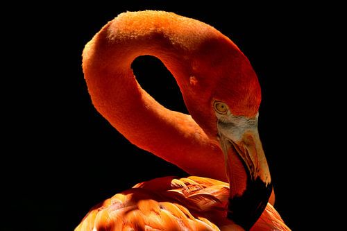 Flamingo in Curaçao - Award Winning Picture