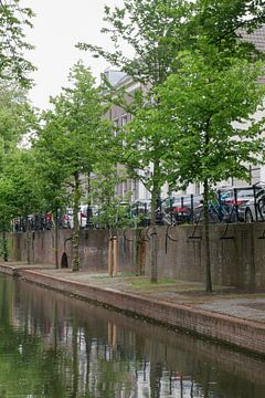 Utrecht - jonge boom langs de Nieuwegracht van Wout van den Berg