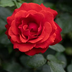 Rode roos van Lorena Cirstea