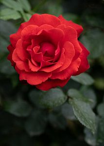 Rose rouge