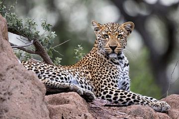 Leopard (Panthera pardus) resting on a rock and looking at the camera by Nature in Stock