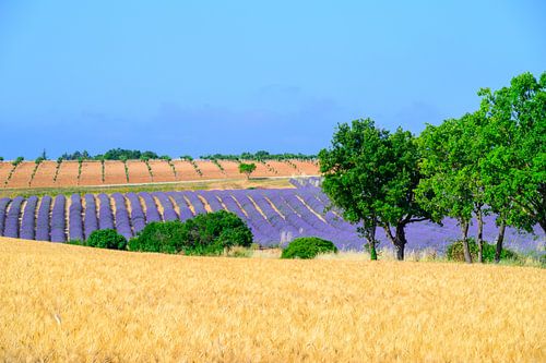 Bloeiende lavendel in de Provence tijdens een zomerse dag