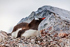 The gentoo penguins of Antarctica by Roland Brack