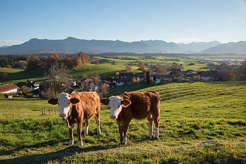 2 koeien in de wei, dorpsidylle Aidling Blue Land van Susanne Bauernfeind