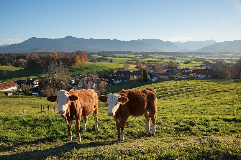 two cows at green pasture, aidling village upper bavaria by SusaZoom