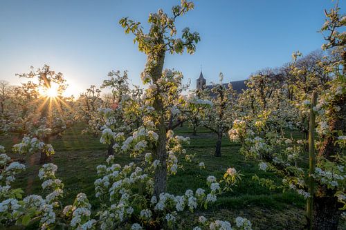 Echteld kerk tussen fruitboomgaard