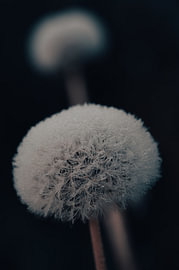 Pusteblume mit Tautropfen im Morgenlicht von LinaTea UmbraVisuals