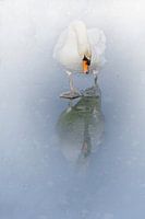 Schwan auf dem Eis