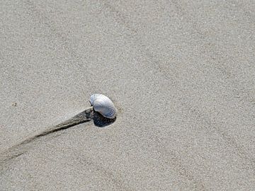 Cockle on sand by Katrin May