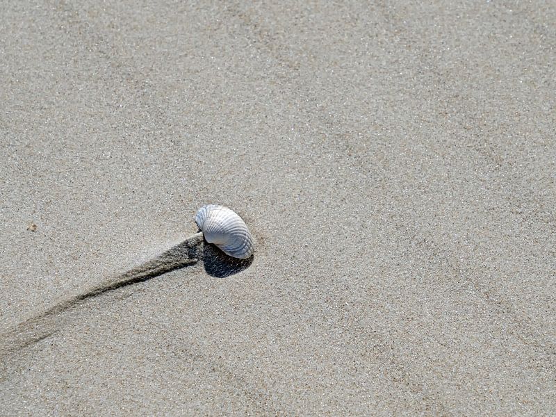 Cockle on sand by Katrin May