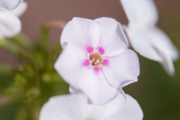 phlox blanc-rose sur Tania Perneel