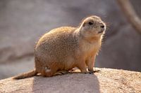 Prairie dog on stone
