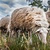 Schaapskudde op de Veluwe by Evert Jan Kip