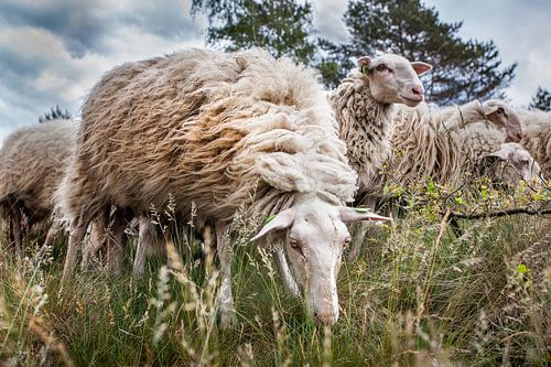 Schaapskudde op de Veluwe