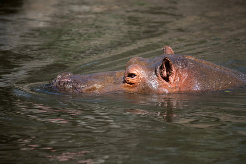 The dangerous giant of the African rivers
