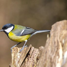 great tit by Stobbe; stiltegrafie