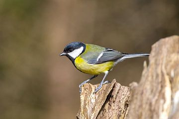 great tit