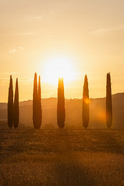 Cyprès au coucher du soleil | Val d'Orcia, Toscane sur Laura Dijkslag