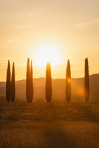 Cipressen bij zonsondergang | Val d'Orcia, Toscane