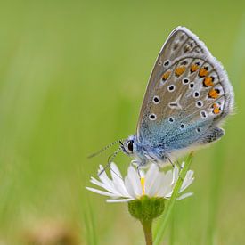 Fragiele schoonheid: het icarusblauwtje op een madeliefje van Jan Jongejan