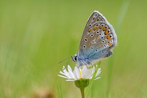Zerbrechliche Schönheit: das Ikarus-Blau auf einem Gänseblümchen