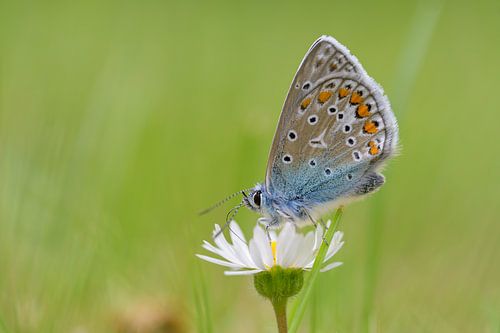 Fragiele schoonheid: het icarusblauwtje op een madeliefje