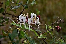 honeysuckle