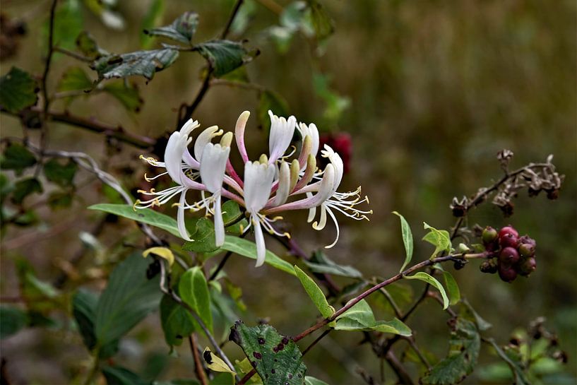 honeysuckle by Tjamme Vis