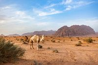 Camels in Jordan's rugged Wadi Rum Mountains, between sandstone cliffs and desert plains
