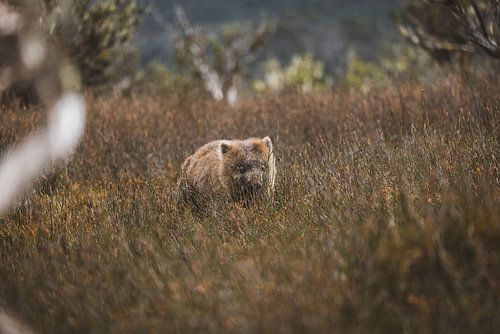 Wombats van Cradle Mountain: Ontmoeting met Tasmanië's Charmante Bewoners
