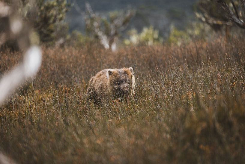 Wombats am Cradle Mountain: Begegnung mit den charmanten Bewohnern Tasmaniens von Ken Tempelers