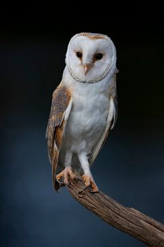 Barn owl, Tyto alba by Gert Hilbink