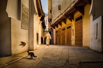 Spelende katten in Fez, Marokko van Paula Romein