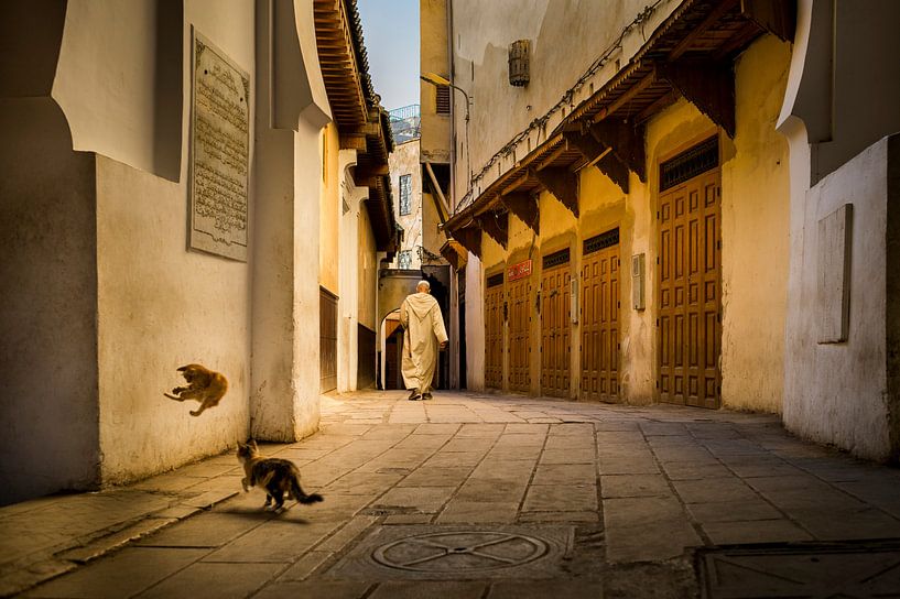 Katzen, die in Fez, Marokko, spielen. von Paula Romein
