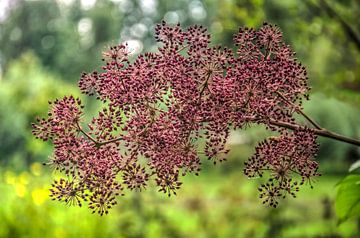 Aralia Californica