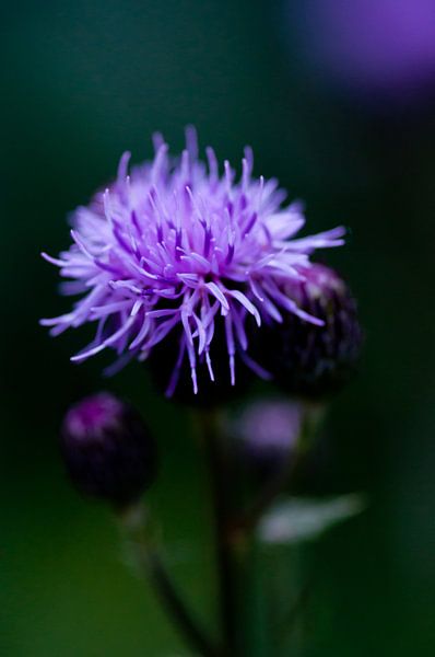Distel #2 van Anita van Hengel