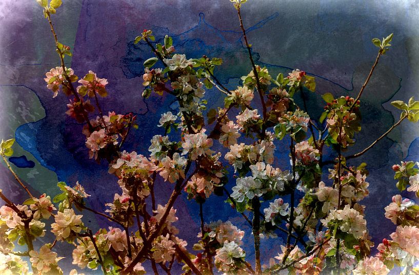 blossom par Yvonne Blokland