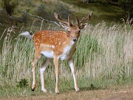 Poserend Hert ( Col. 2015 )  by Jan van Bruggen