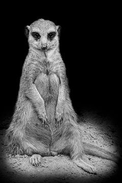 Sitting meerkat by Tom Van den Bossche