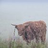Schotse Hooglander in de regen en de mist van natascha verbij