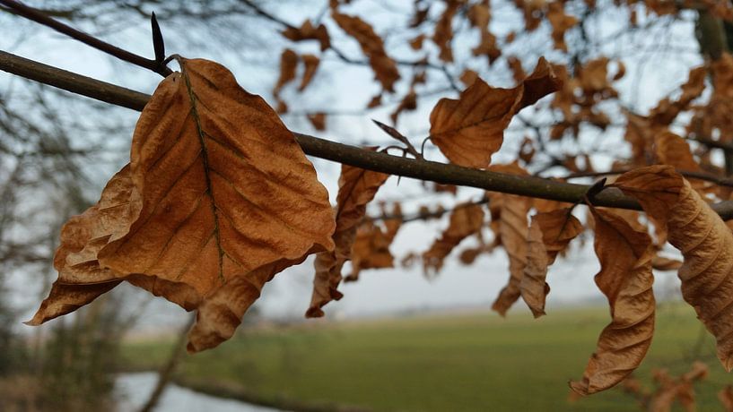 landschap in friesland  by Mr.Passionflower