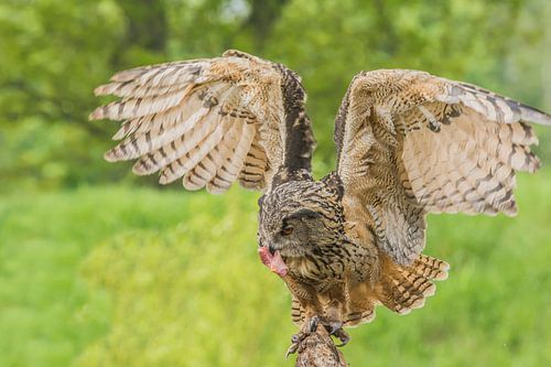 Hibou avec un morceau savoureux