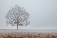 Baum im Nebel von Anne Reitsma Miniaturansicht