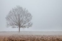 Arbre dans le brouillard