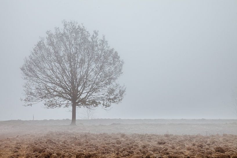 Baum im Nebel von Anne Reitsma