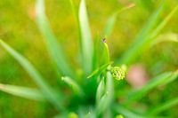 lieveheersbeestje op plant