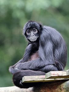 Columbian spidermonkey (Ateles fusciceps rufiventris)