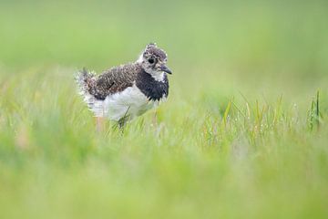 Junger Kiebitz von Anja Brouwer Fotografie