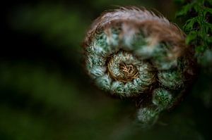 Uitlopende varen, growing fern van Corrine Ponsen